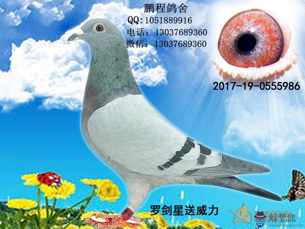 羅劍星種鴿配對圖片:黃金氨基酸種鴿配對可以使用嗎?