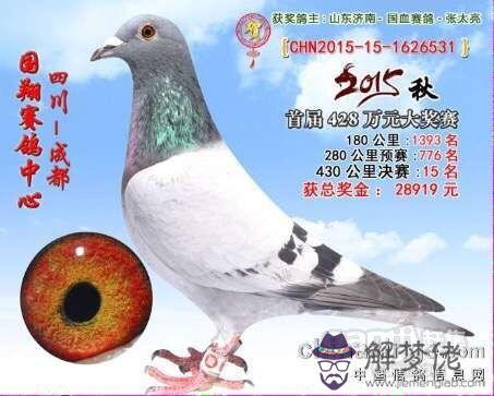 中國超遠程信鴿:李鳥、汪種、雙陽、培爾琴、飛輪、高絳、楊絳、西翁等還有嗎?