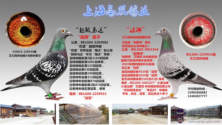 種鴿回血配對的方法:回血育種鴿 怎樣回血做種鴿