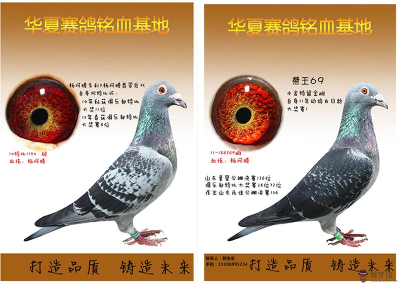 信鴿血統配對表:信鴿怎麼配對?
