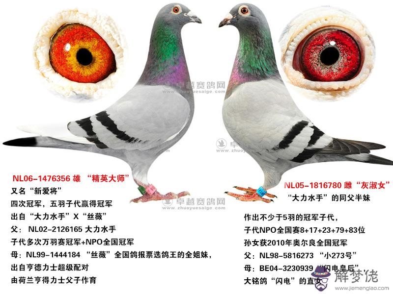名家近親配對公式:賽鴿多重近親的育種方法怎樣配對最佳