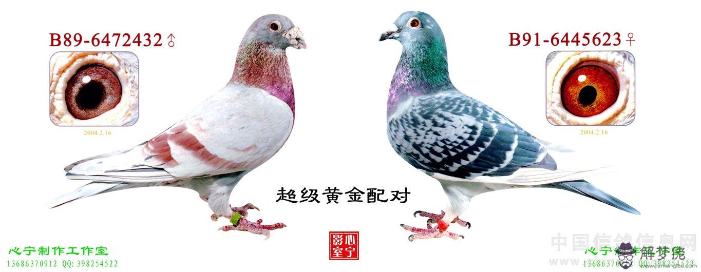 紅鴿子配對雨點示意圖:白色鴿子與絳色配對產什麼顏色的孑鴿
