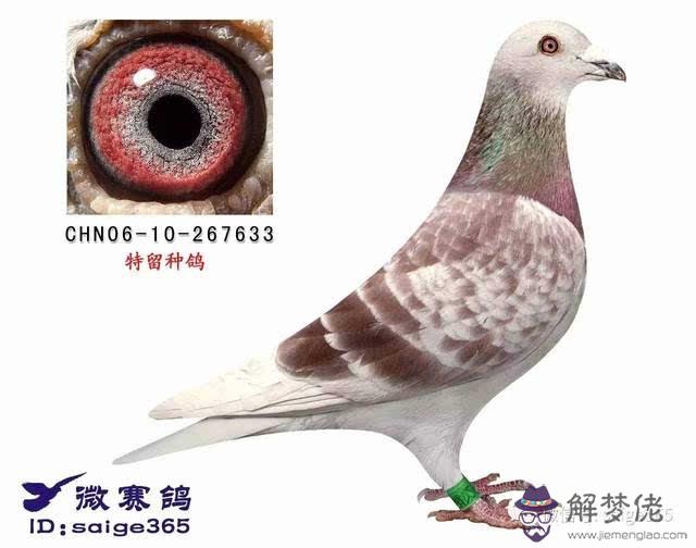 紅鴿子配對雨點示意圖:信鴿降紅色和雨點信鴿配對出什麼顏色的小鴿子
