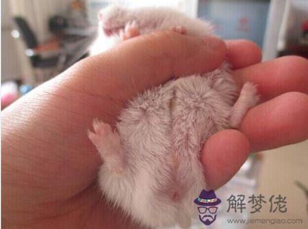 倉鼠年齡怎麼算:怎麼看倉鼠的年齡?