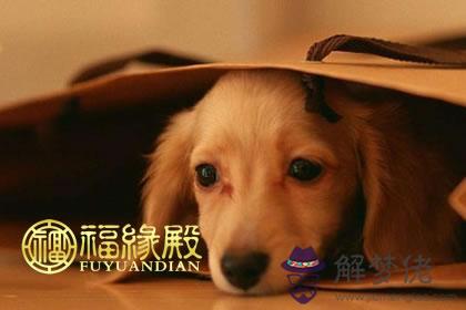 屬狗和屬鼠的合不合:屬鼠的和屬狗的婚姻合不合