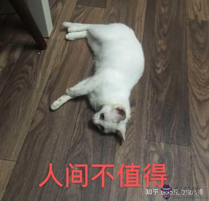 屬鼠的能養貓嗎:我父母的屬相都屬鼠,請問家里可以養貓嗎