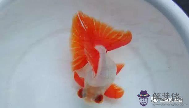 屬鼠的人養魚幾條魚好:家中養魚有什麼講究養幾條魚好