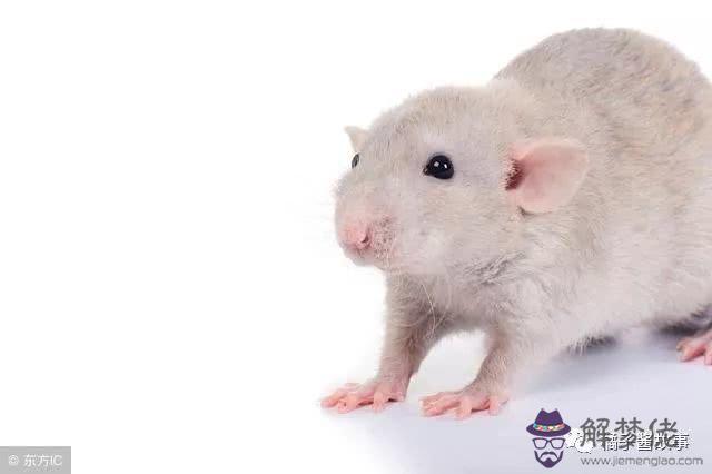 屬龍和屬鼠的合財嗎:屬龍的與屬鼠的合伙做生意合財嗎?