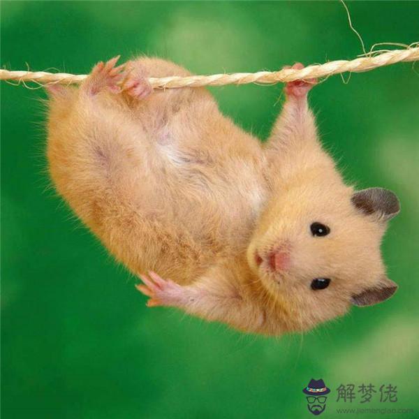 2020屬鼠什麼命:2020年的鼠是什麼命