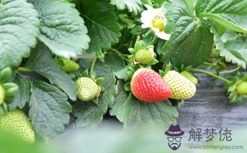 七月生屬鼠苦命:屬鼠人出生農歷七月十運