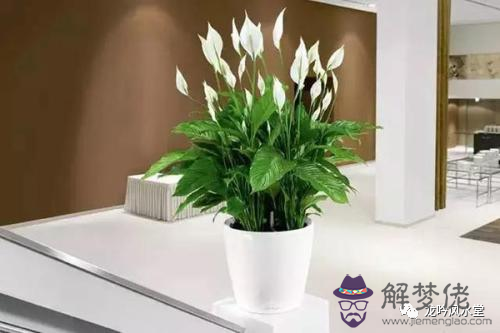 屬鼠的幸運植物是什麼:屬鼠幸運植物是什麼