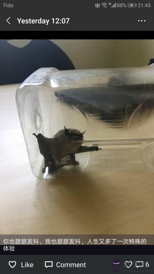 蝙蝠飛到家里是什麼預兆:蝙蝠飛到家里是什麼預兆