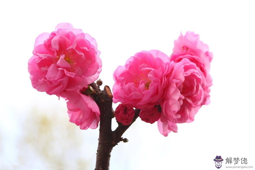 95年屬豬桃花方位:95年屬豬的2016年桃花運旺嗎