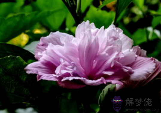 2020發橫財的三大生肖:哪些生肖能夠發橫財?