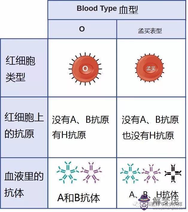 a型血和b型血生的孩子是什麼血型:A型血和b型血生下的孩子會是什麼血型?