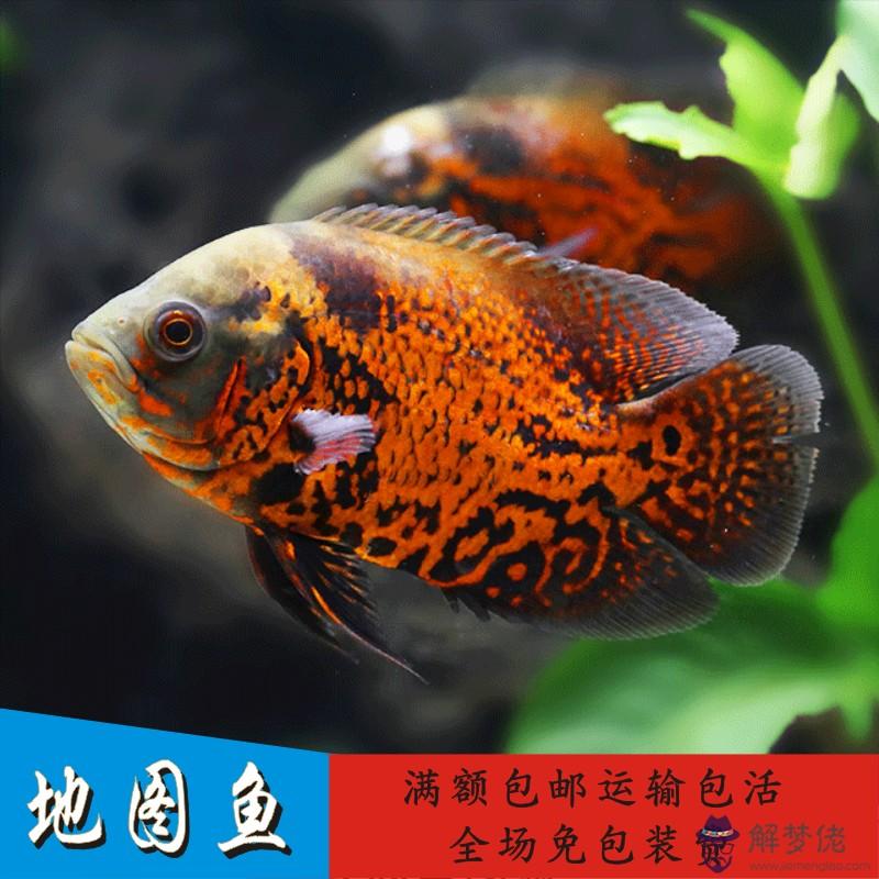 夢見魚5種征兆要發財:夢到好多發財魚,什麼寓意