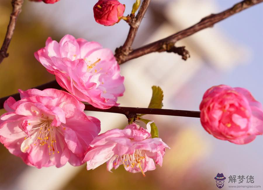 2020年桃花最旺星座:2019年桃花運最好的星座有哪些?