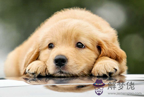 屬狗的今年多大了2020:屬狗的今年多大?