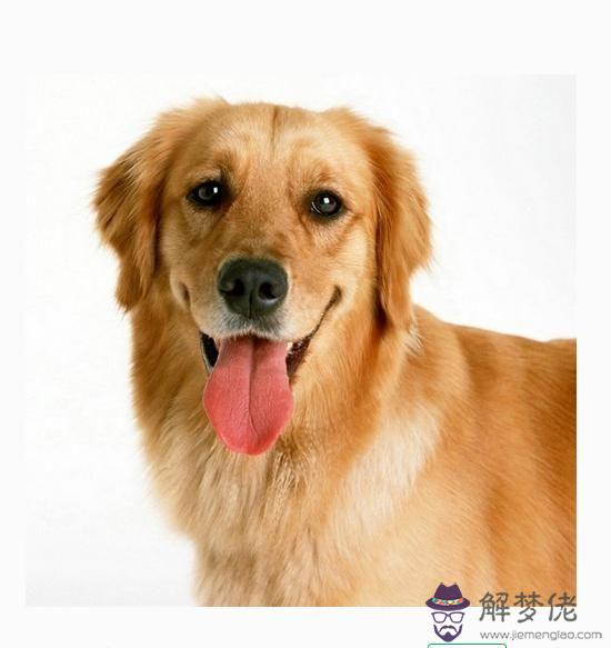 狗和虎相配婚姻如何:男屬狗和女屬虎配嗎 詳細