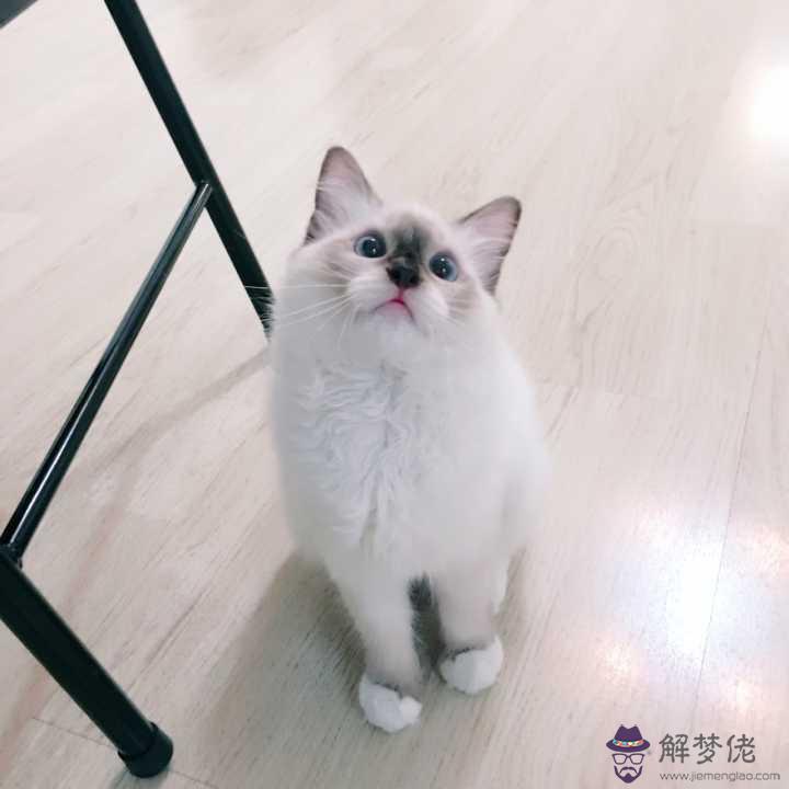 布偶貓配對顏色表圖：什麼顏色布偶貓結合能生出雙色紋？