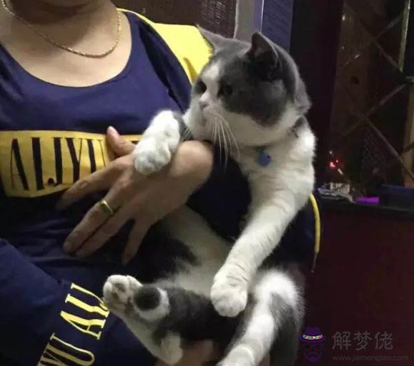 什麼屬相不能養貓是真的還是假的:哪些人不適合養貓?