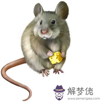 1996屬鼠的三大坎:屬鼠1996 10月30的命運