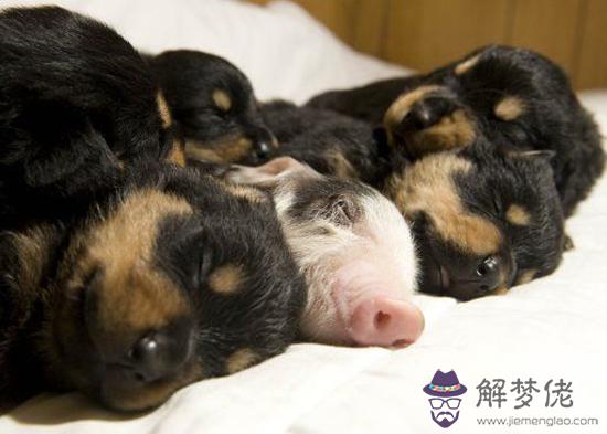 狗和豬相配婚姻如何:豬和狗相配婚姻如何