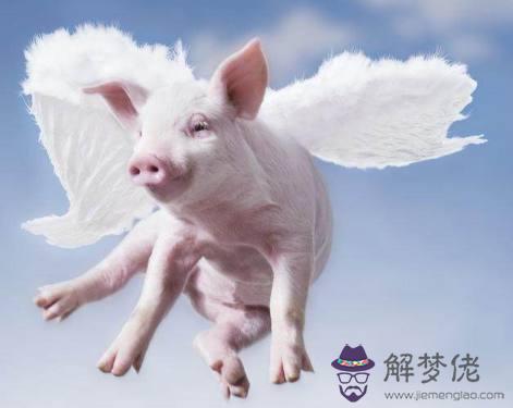狗和豬相配婚姻如何:豬和狗相配婚姻如何