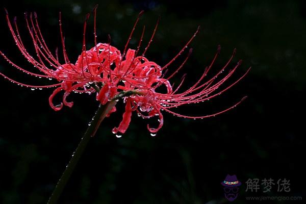 花語:的花語是什麼