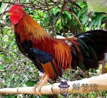 93年屬雞的是什麼命:93年屬雞正月的男人是什麼命