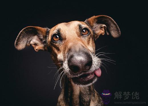 生肖狗一生的財運貴人:屬狗人一生財運如何