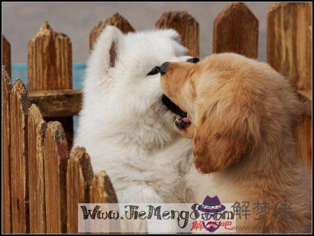 夢見狗咬我是什麼意思:夢見狗咬我手指甲 是什麼意思?
