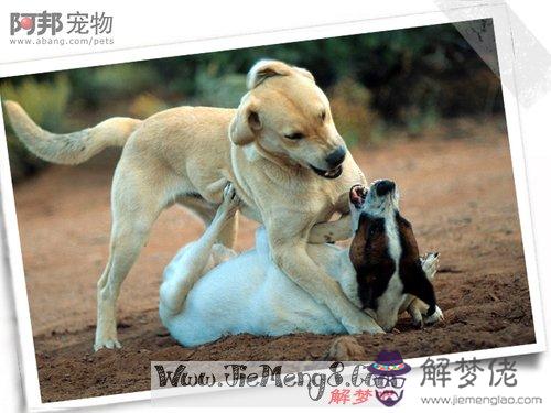 夢見狗咬我是什麼意思:夢見被狗咬但不疼是什麼意思