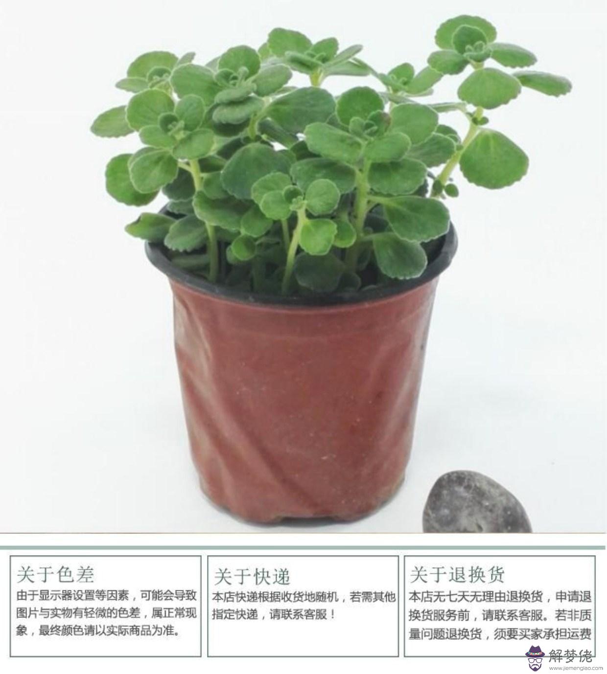 屬豬戴什麼飾品旺財:屬豬的本命年戴什麼首飾