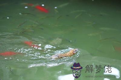96鼠女和98虎男相配嗎:96年的老鼠男和98的老虎女相配麼?
