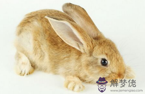 屬兔和屬牛的相配嗎:屬兔和屬牛的相配嗎