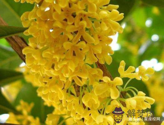 91年屬羊早婚必離:79年屬羊人今年婚姻怎麼樣