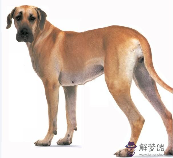什麼生肖最旺狗:什麼生肖和狗生肖相合