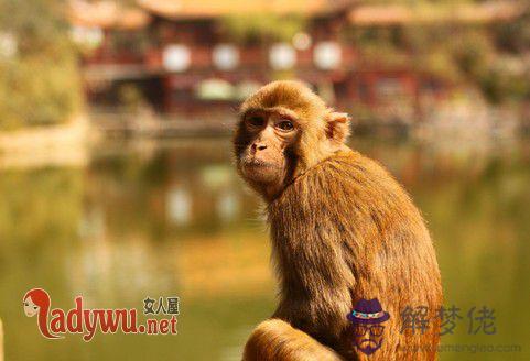 兩個92屬猴的結婚好嗎:兩個屬猴的幾月結婚好