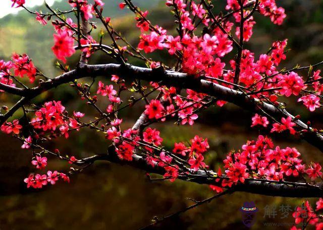 屬牛97年桃花運是哪里:屬牛居住哪個方向桃花運