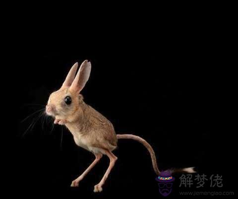 2020鼠寶寶最忌哪個月生:屬鼠人2020年可以生鼠寶寶嗎 幾月出生好?