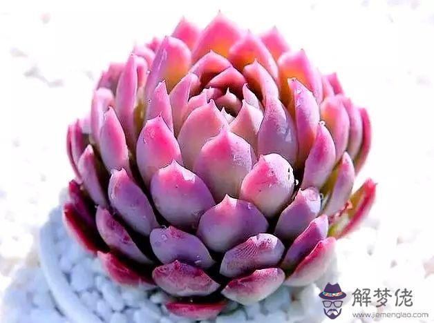 企業復工證明怎麼開:《 復工證明 》