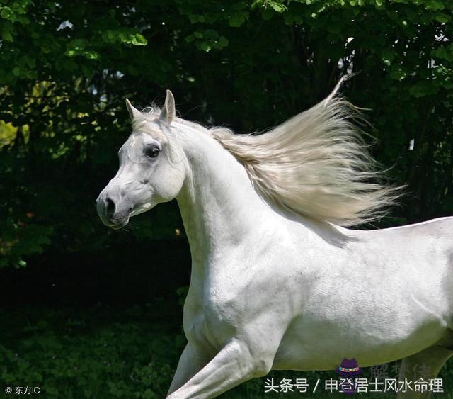 90屬馬和96屬鼠:90屬馬和96屬鼠有結婚了的嗎?