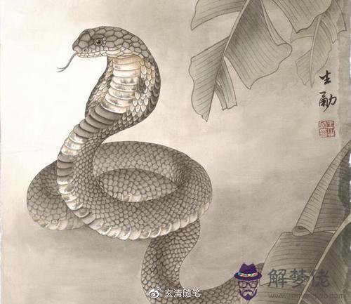 蛇女猴男的姻緣旺夫麼:屬猴男和屬蛇女般配嗎
