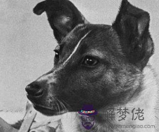 狗和猴相配婚姻如何:屬猴和屬狗的婚姻如何