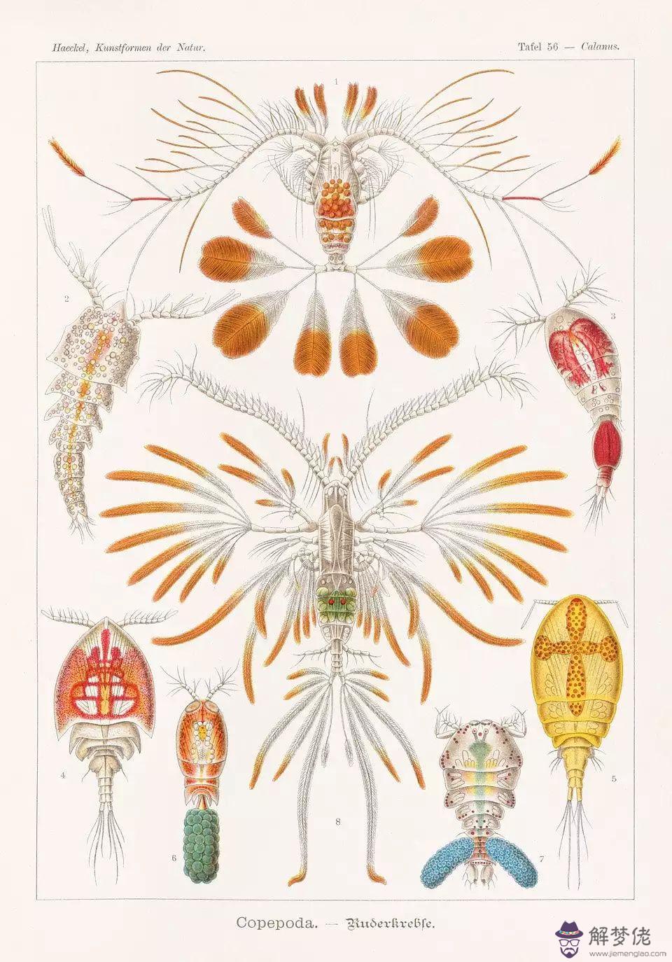 1904年屬什麼生肖:l904生的是什麼生肖