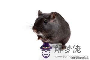 十鼠九苦:1972年屬鼠是什麼命 1972年出生人的命運