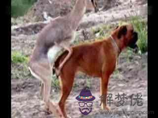 馬和狗屬相合不合:屬狗和屬馬合不合財
