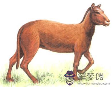 馬和狗屬相合不合:屬狗和屬馬合財嗎