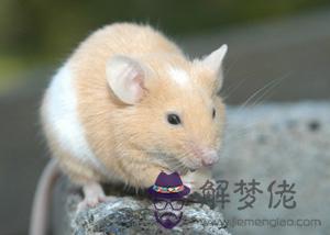 鼠出生在哪幾個月大富大貴:各個屬相哪月生人好